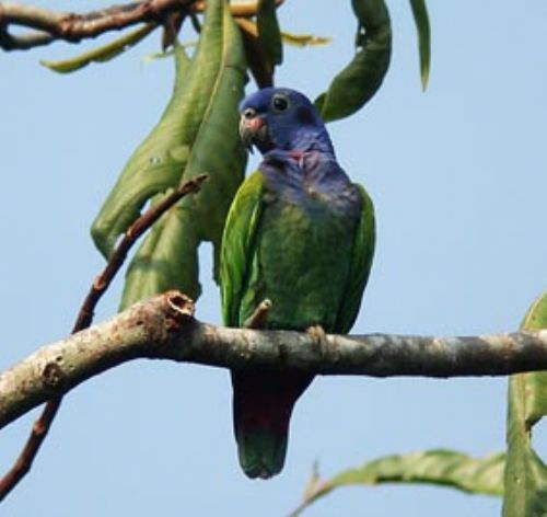 Blue-headed Parrot, Pionus menstruus. Manu, Per? Photo:Gunnar Engblom